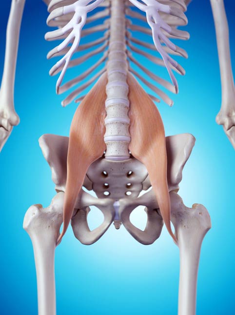 This image has an empty alt attribute; its file name is psoas.jpg